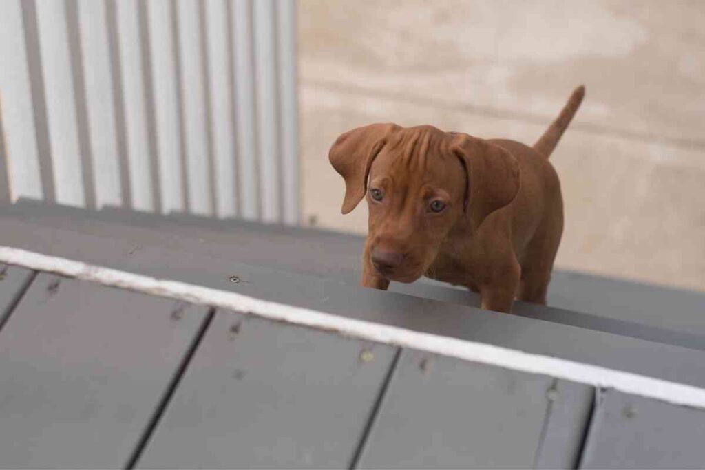 When Can Puppies Go Up And Down Stairs? Tips To Tell It’s Time
