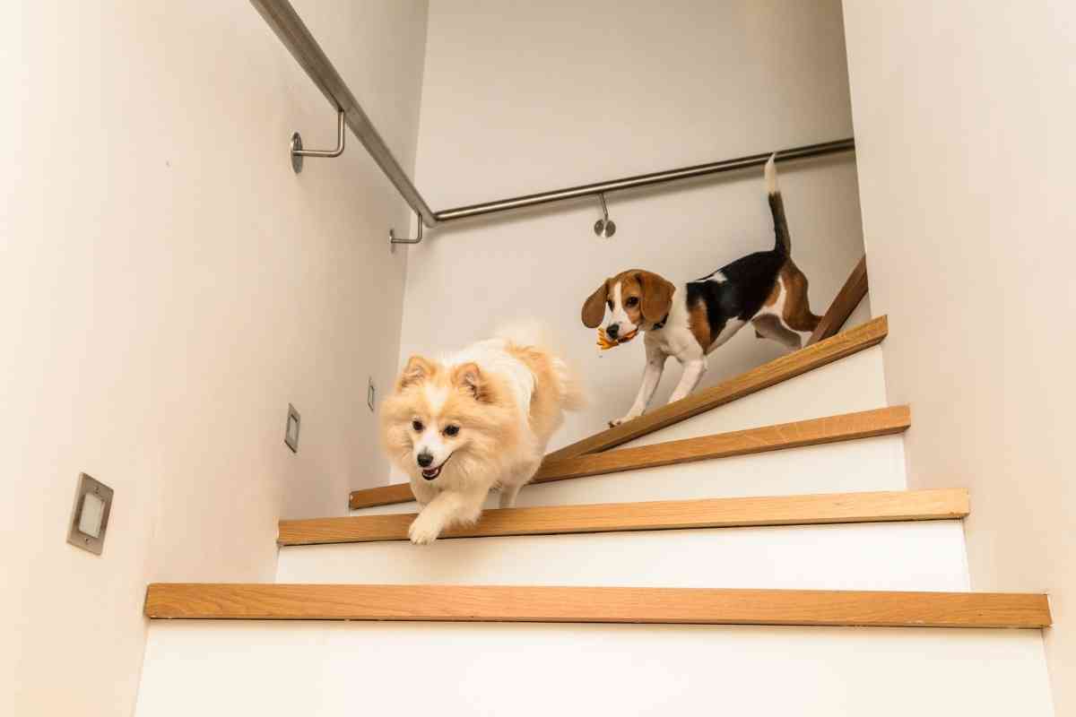 When Can Puppies Go Up And Down Stairs? Tips To Tell It’s Time! 2
