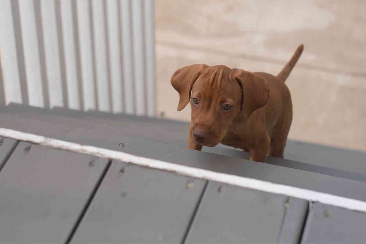 When Can Puppies Go Up And Down Stairs? Tips To Tell It’s Time! 2