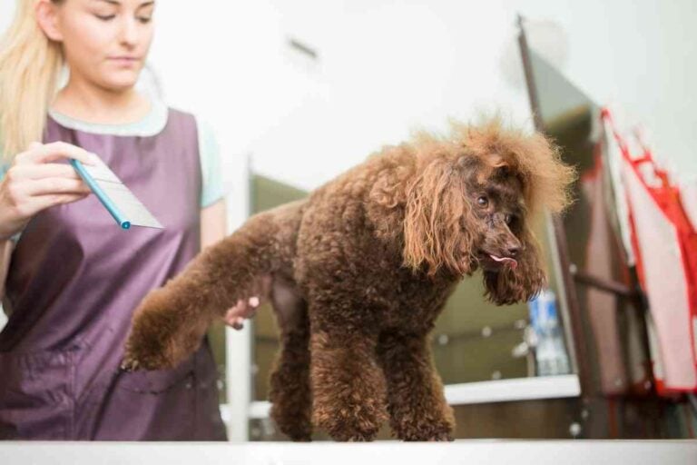 When Should You Cut A Poodle’s Hair? Explained!