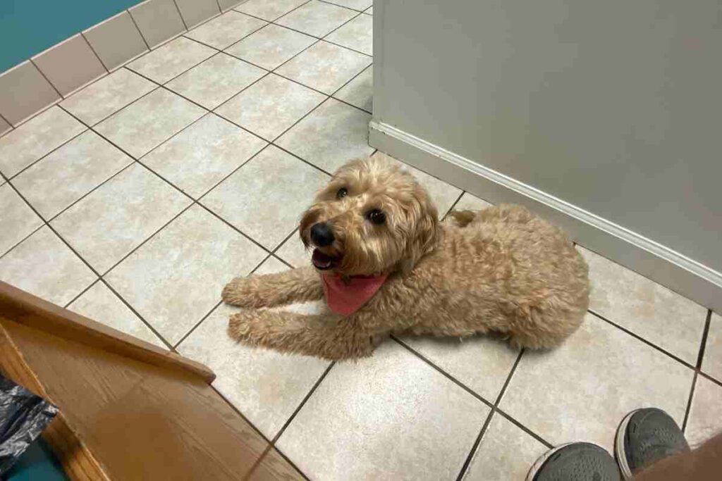 Why Does My Goldendoodle Itch So Much? (Veterinarian Advice