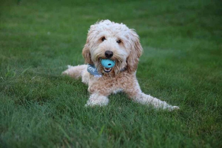 Goldendoodle Exercise Needs Veterinarian Guidelines for Puppies, Adults, and Seniors
