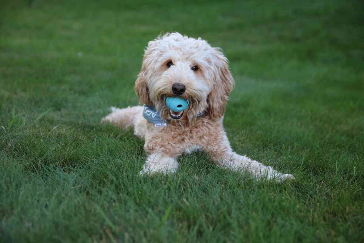 Goldendoodle Exercise Needs: Veterinarian Guidelines For Puppies, Adults, And Seniors 1