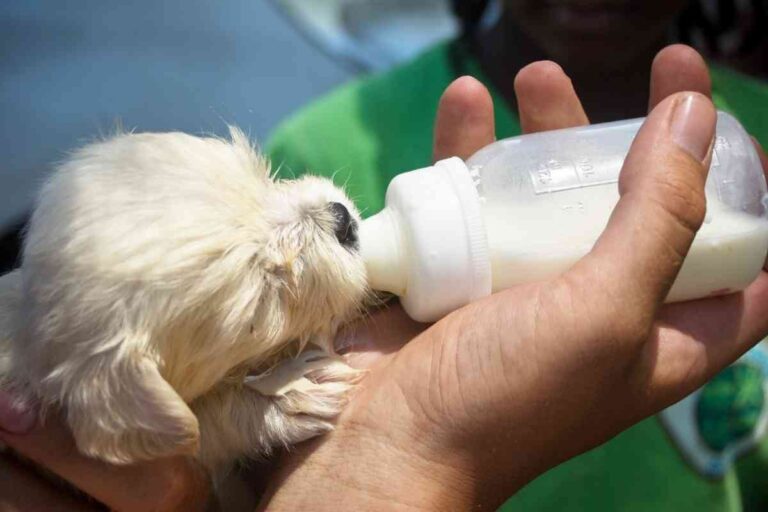 Can Puppies Drink Evaporated Milk? Is It Safe?