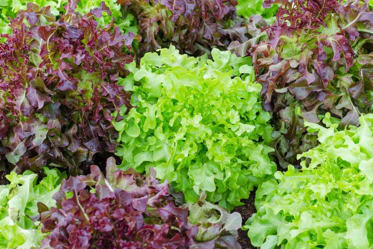 Can Puppies Eat Lettuce? How To Feed Them Safely 3