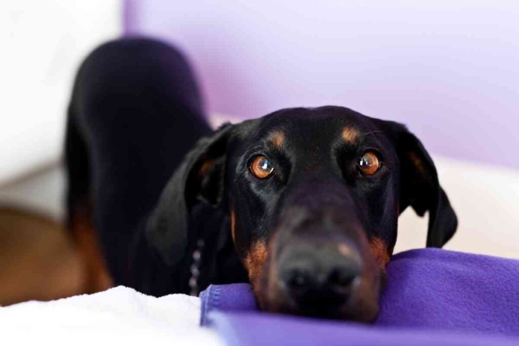 Can Puppies Eat Tangerines? Is Citrus Safe For Puppies? Goldendoodle