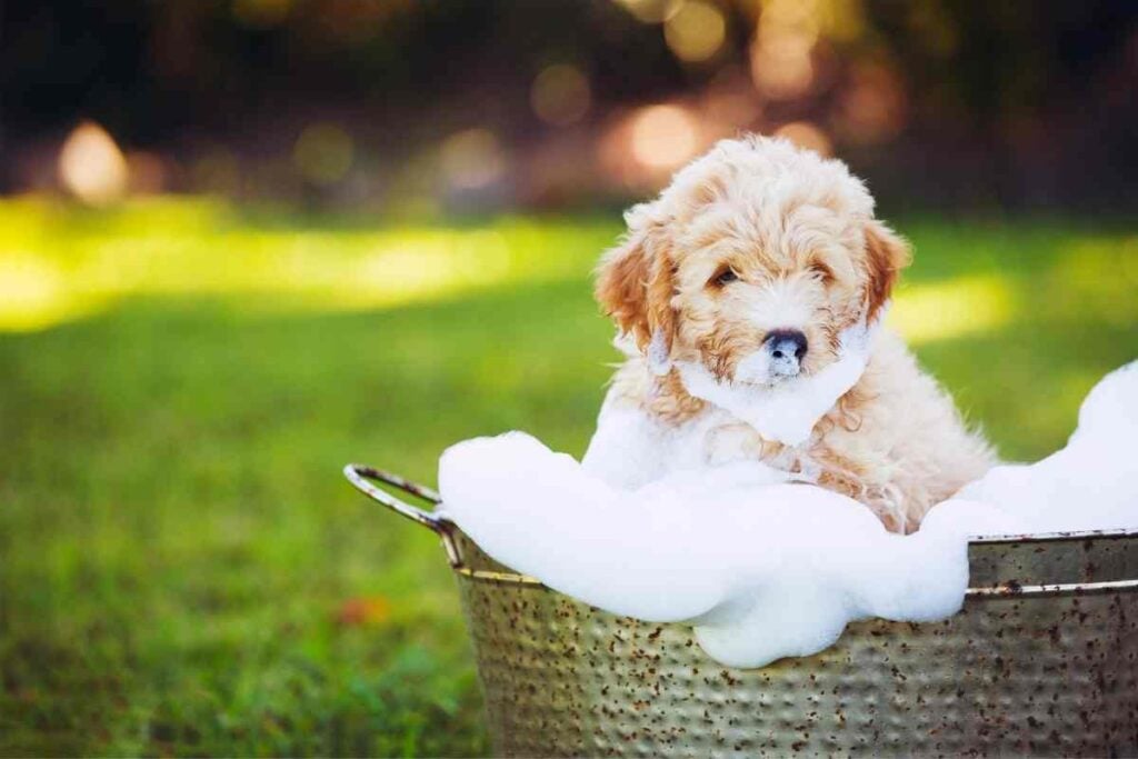 How Often Can You Bathe A Goldendoodle Puppy? Goldendoodle Advice