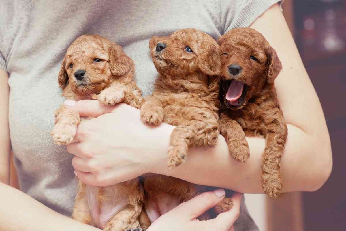 9 Factors Affecting The Number Of Puppies Poodles Have 2