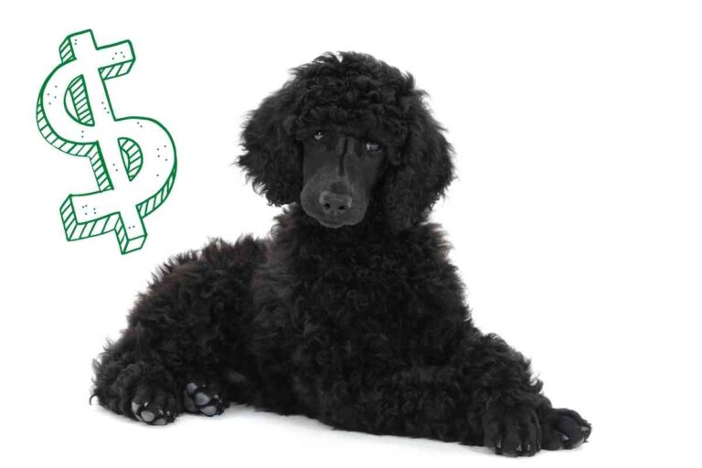 8 Factors Affecting The Price Of A Standard Poodle Puppy