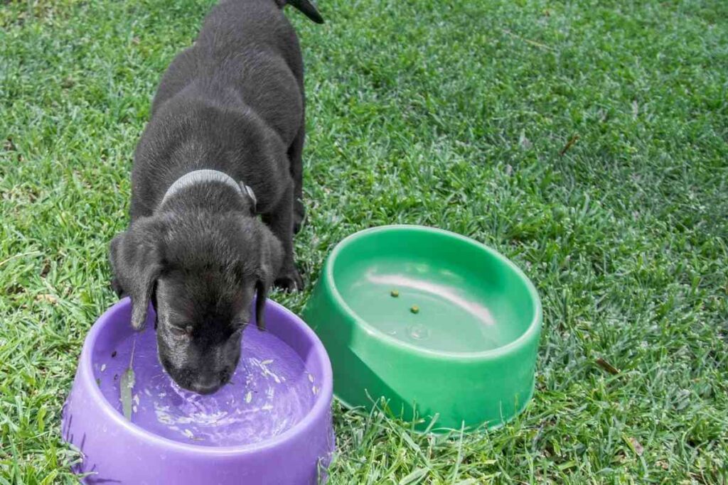 Should I Leave Water Out For My Puppy All Day? Pros And Cons