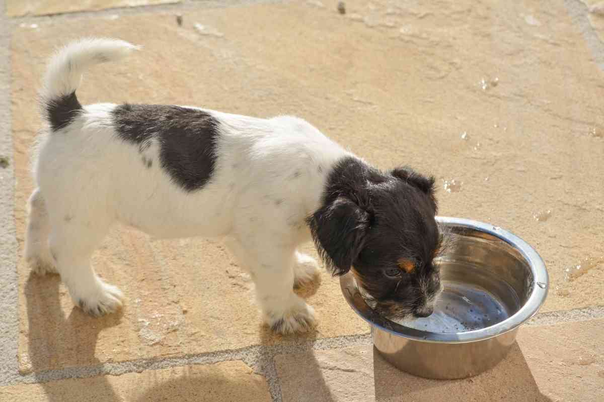 Should I Leave Water Out For My Puppy All Day? Pros And Cons 2