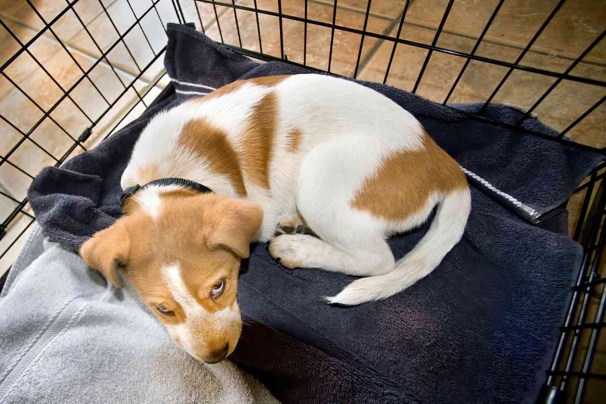 5 Signs Your Puppy Is Ready To Sleep Out Of Their Crate 2 5 Signs Your Puppy Is Ready To Sleep Out Of Their Crate 1