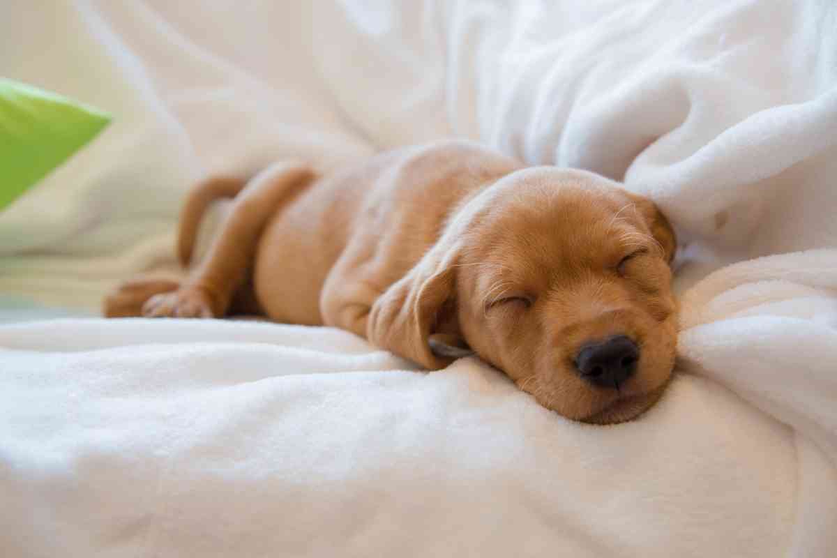 5 Signs Your Puppy Is Ready To Sleep Out Of Their Crate 2