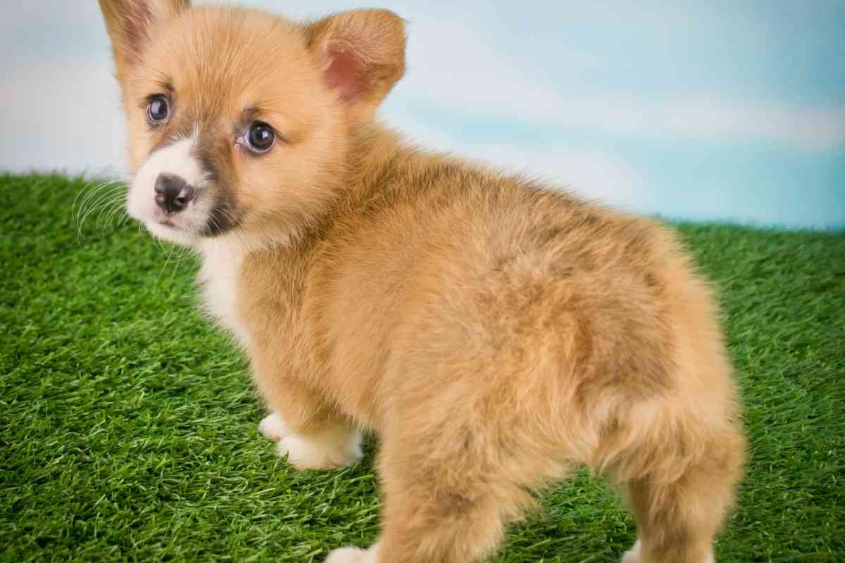 4 Reasons A Puppy Will Drag Their Butts &Amp; What To Do About It 1