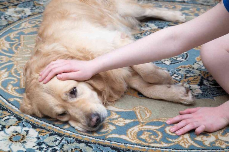 5 Ways To Help A Dog With An Upset Stomach At Home