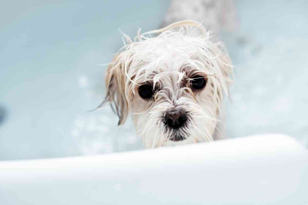 7 Reasons Your Puppy Shakes After A Bath &Amp; How To Help Them 1