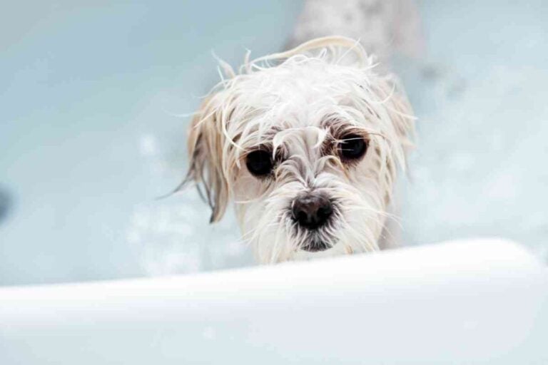 7 Reasons Your Puppy Shakes After A Bath & How To Help Them