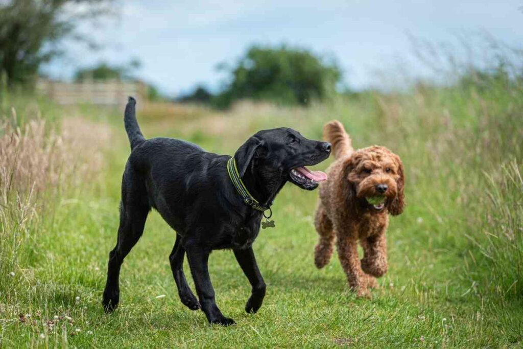 8 Dog Breeds That Get Along With Goldendoodles Goldendoodle Advice