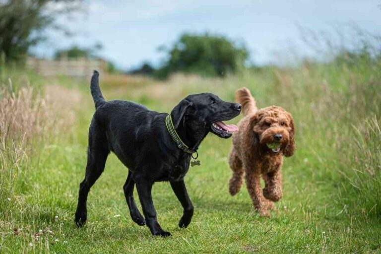 8 Dog Breeds That Get Along With Goldendoodles