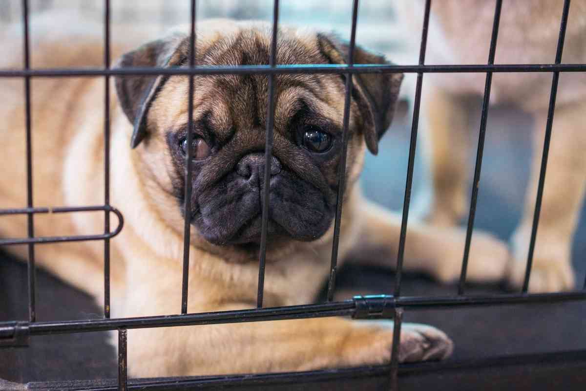 6 Proven Ways To Stop Your Puppy From Pooping In Their Crate 4