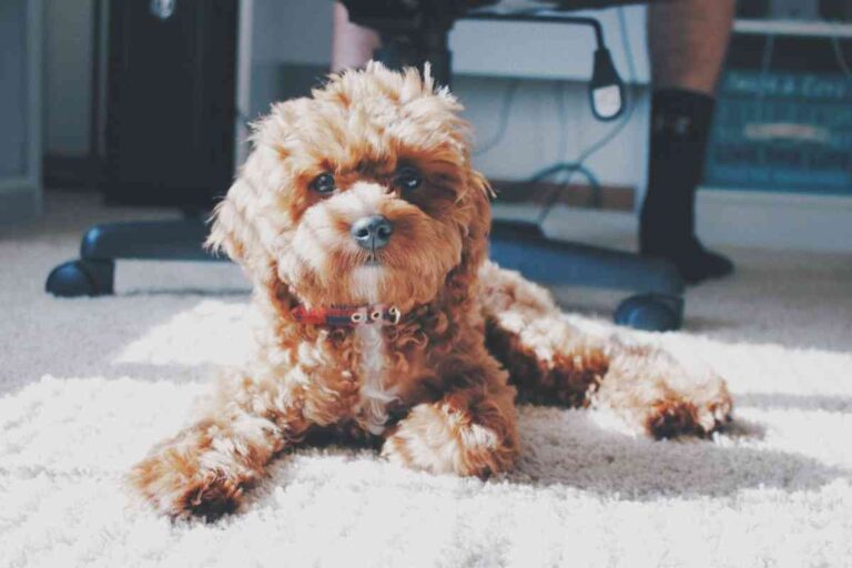 How Much Do Teddy Bear Puppies Cost? Answered! Goldendoodle Advice