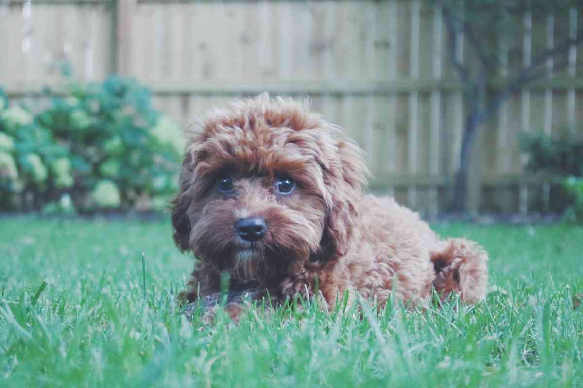 How Much Do Teddy Bear Puppies Cost? Answered! 1