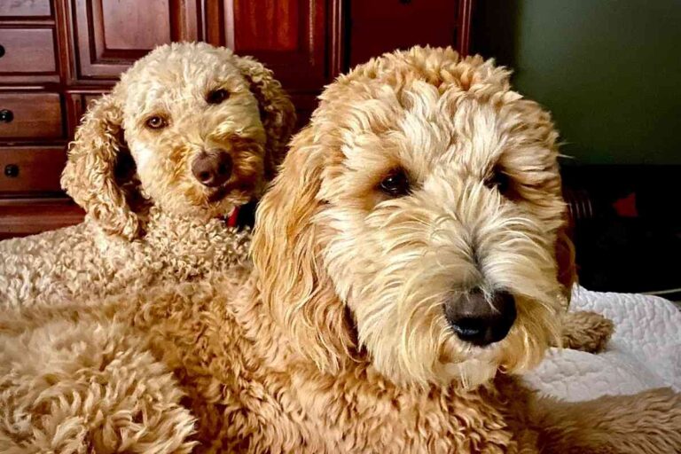 Will Two Male Goldendoodles Get Along? Secrets To Success!