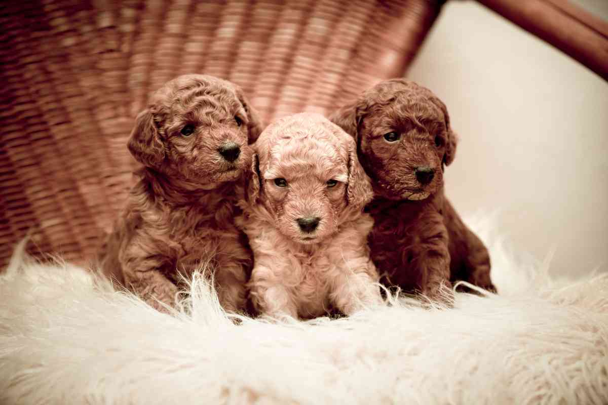 How Much Does A Toy Poodle Puppy Cost? 14 Price-Affecting Factors 2