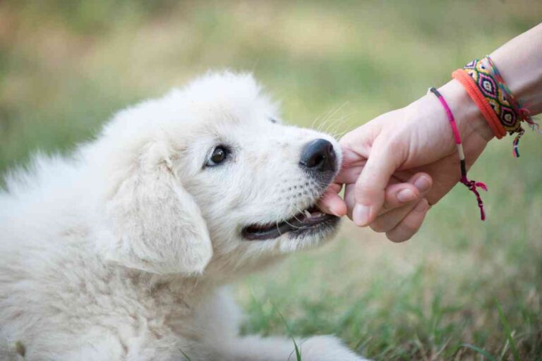 Train Your Goldendoodle Puppy Not To Bite In 8 Easy Steps