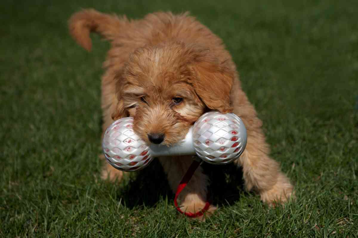 When Goldendoodles Stop Teething And Lose Their Puppy Teeth 2