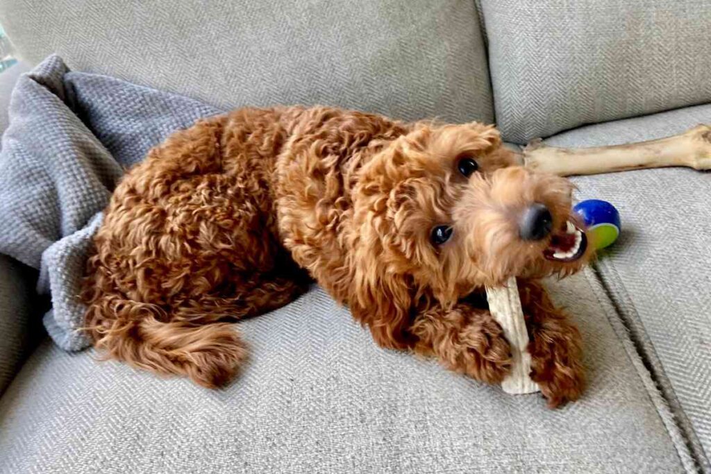 Why is My Goldendoodle So Crazy? Goldendoodle Advice