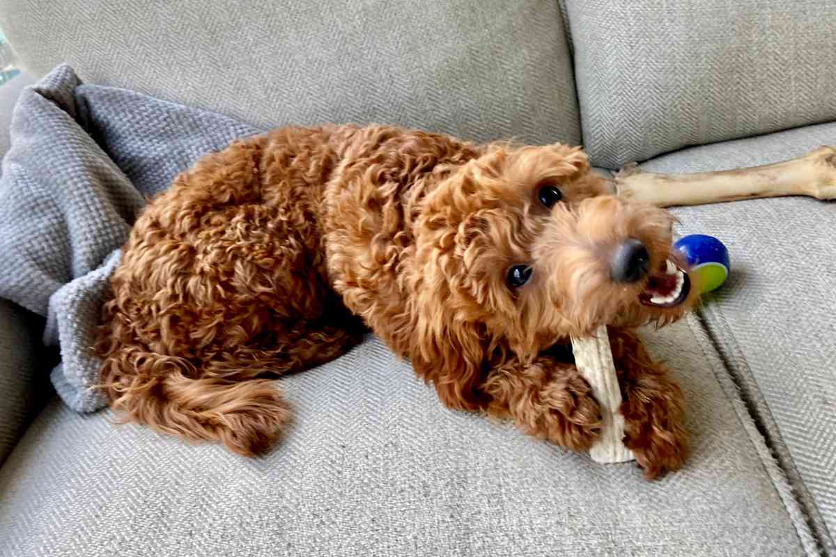 When Goldendoodles Stop Teething And Lose Their Puppy Teeth 2