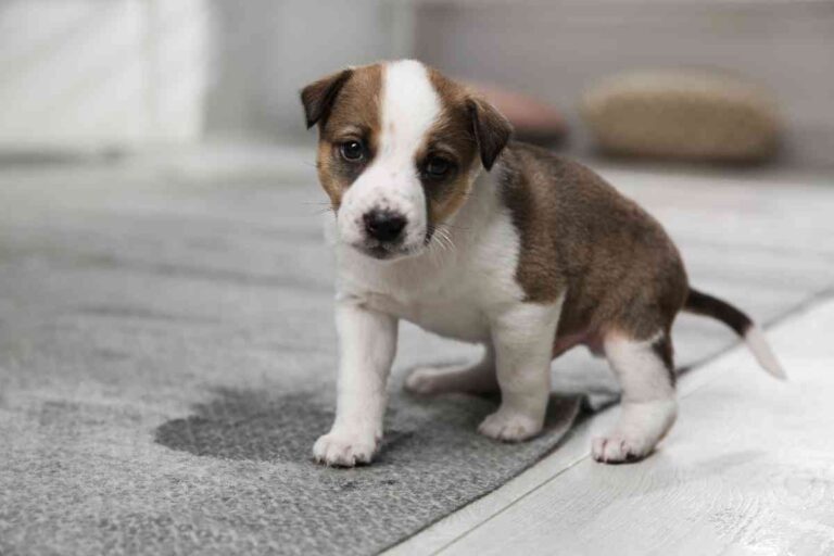 8 Reasons Why Your Puppy Started Peeing In The House Again