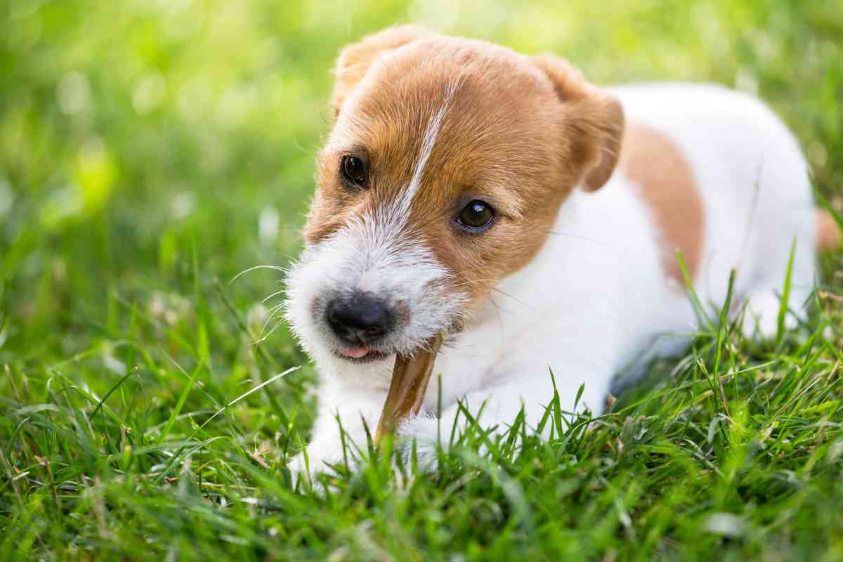 Can Puppies Have Bully Sticks? Why vs Why Not Explained! Goldendoodle