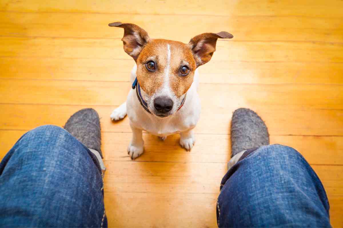 9 Benefits Of Giving Your Puppy Or Adult Dog Brussels Sprouts 2