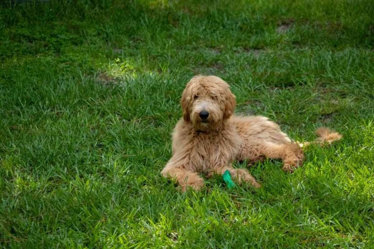 Do Goldendoodles Change Colors? Unravel the Mystery!