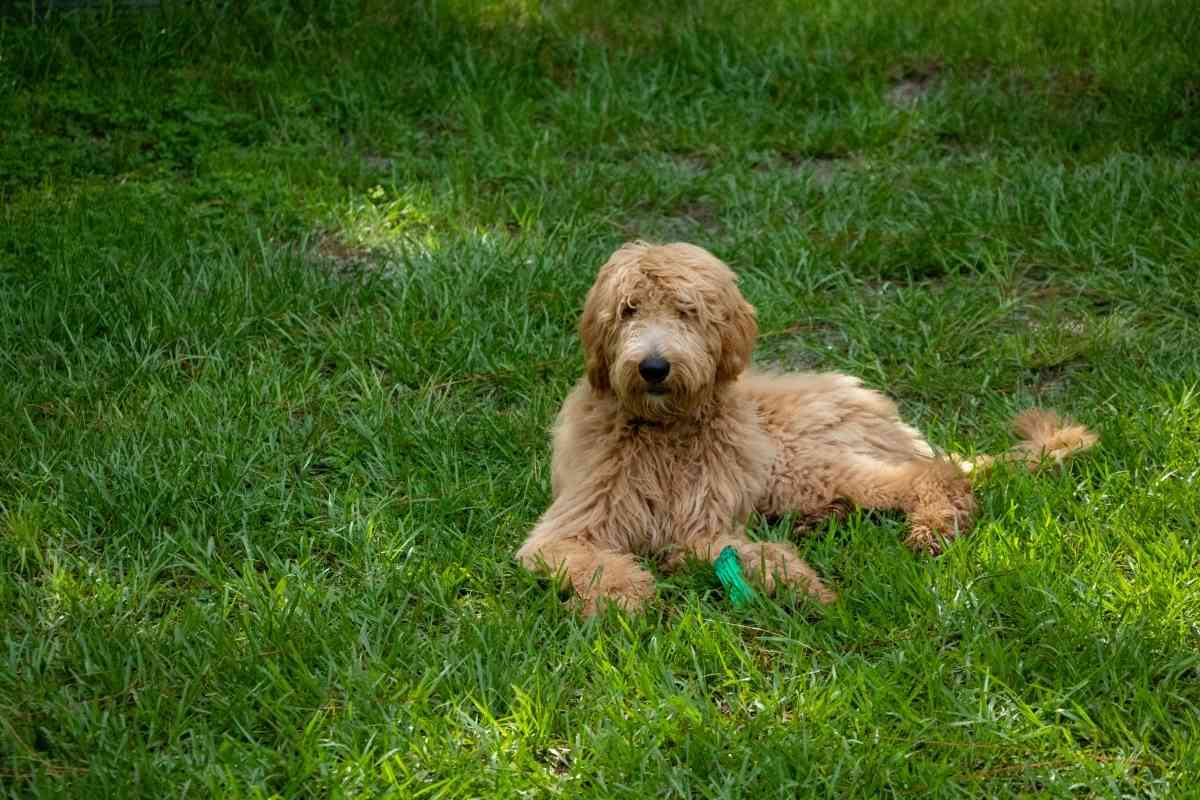 Do Goldendoodles Change Colors? Unravel The Mystery! 2