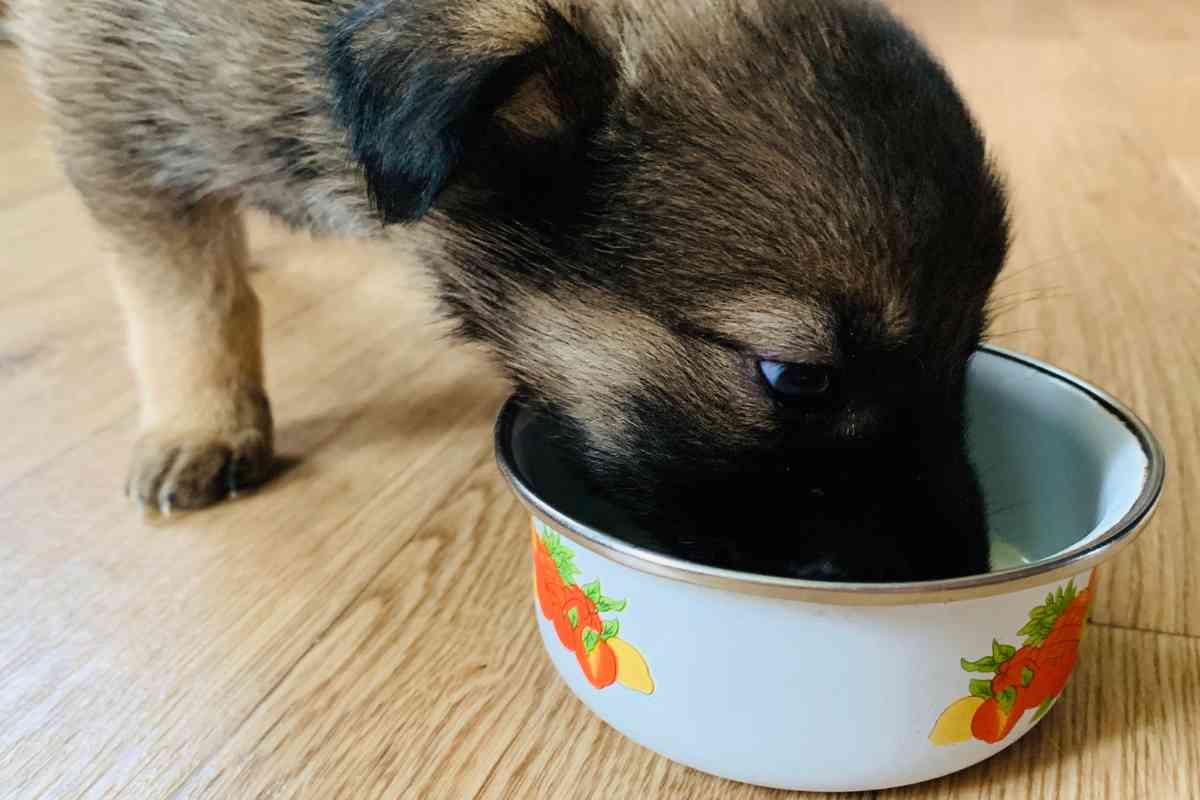 Giving Your Puppy Water For The First Time: A Step-By-Step Guide 4