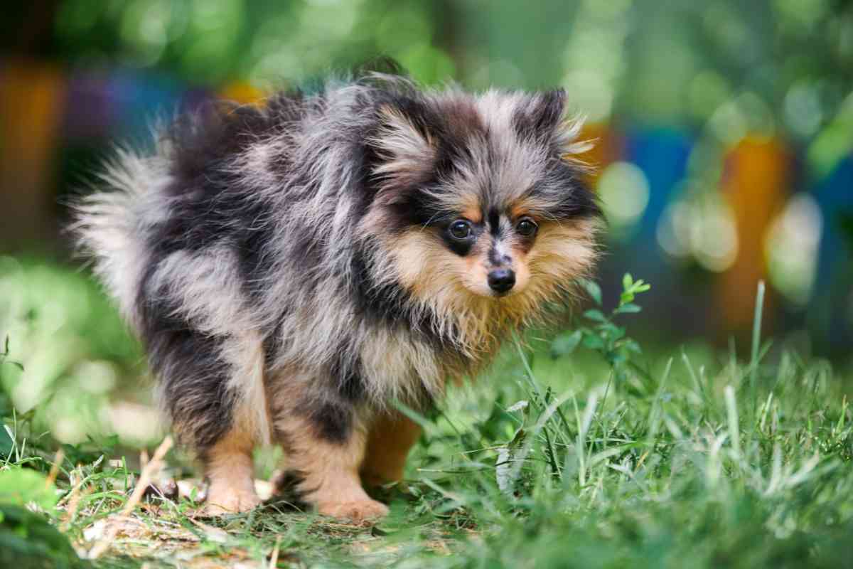How Long Will My Puppy Have Diarrhea After Deworming? 4
