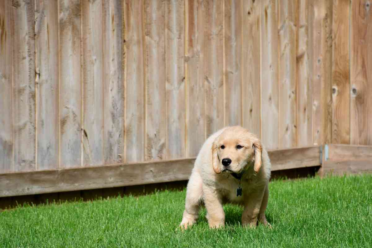 How Long Will My Puppy Have Diarrhea After Deworming? 4