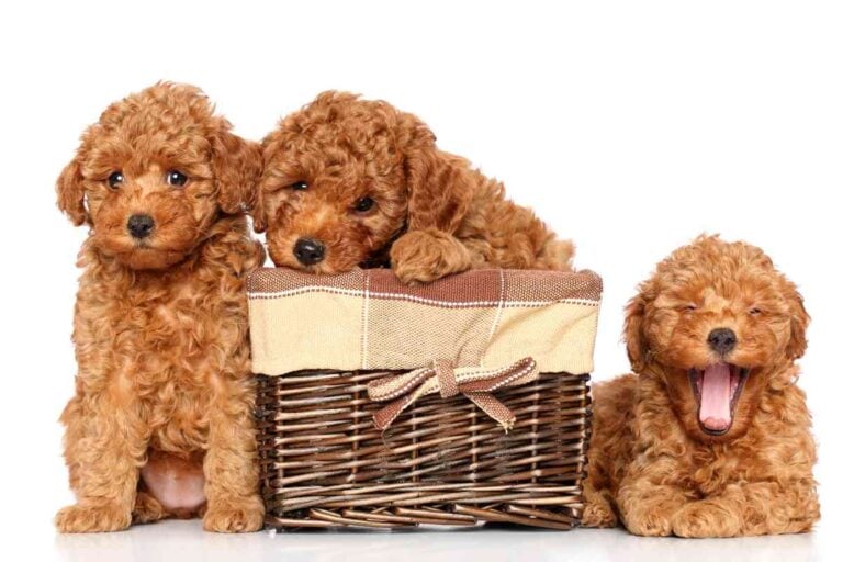 How Many Puppies Do Standard Poodles Have In A Litter? Goldendoodle