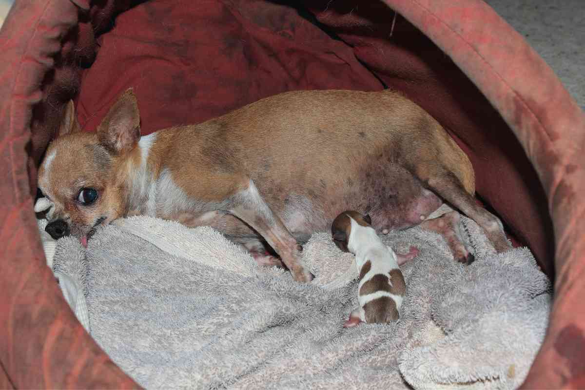 Here'S How Old A Dog Can Be And Still Have Puppies 2