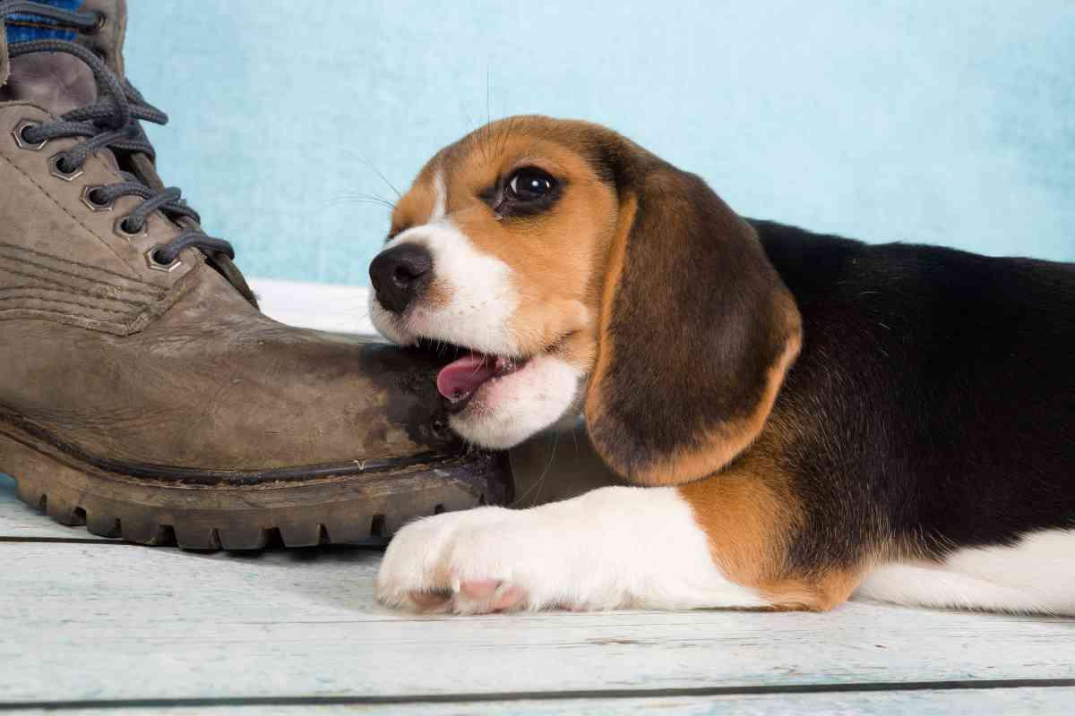 6 Reasons Why Your Puppy Is Chewing On You (Nipping, Biting, Mouthing) 5