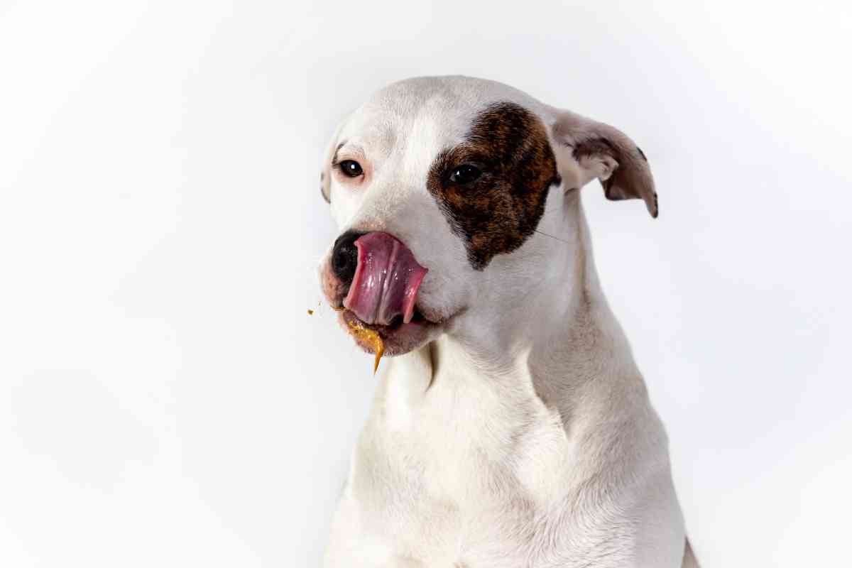 Can Puppies Eat Almond Butter? 4 Major Risks Explained 3