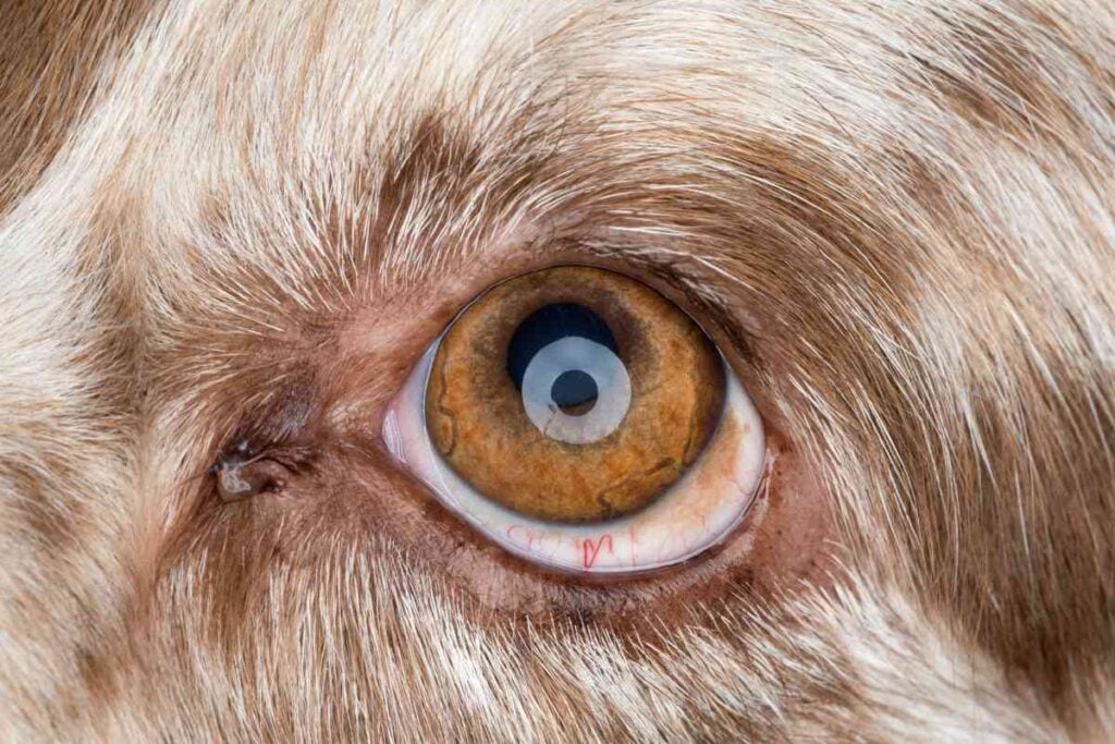 Can Dogs Get Pink Eye From Humans? The Surprising Answer