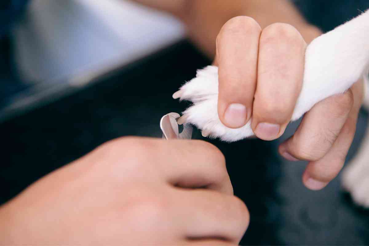 Using Human Nail Clippers To Trim Puppy Nails: How To Do It Safely 15