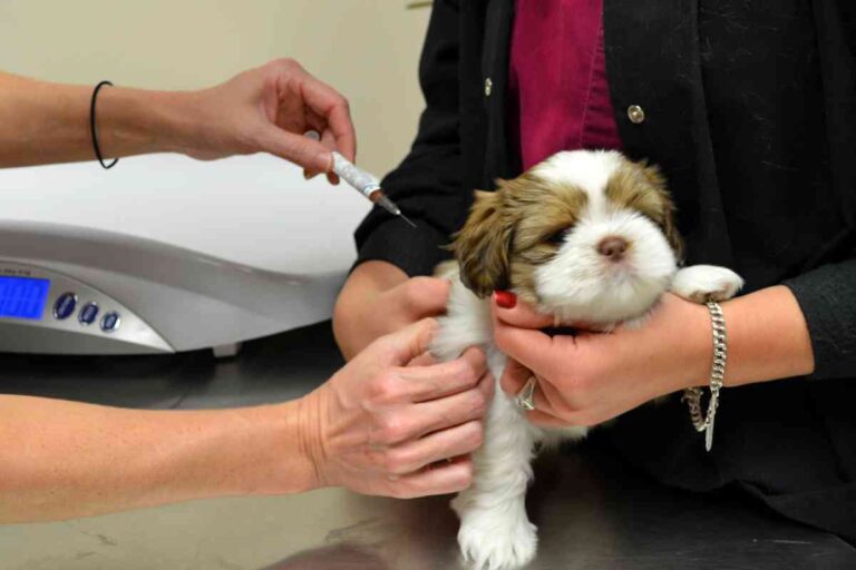 Puppy Shots At Petsmart: Costs &Amp;Amp; Cash-Saving Tips