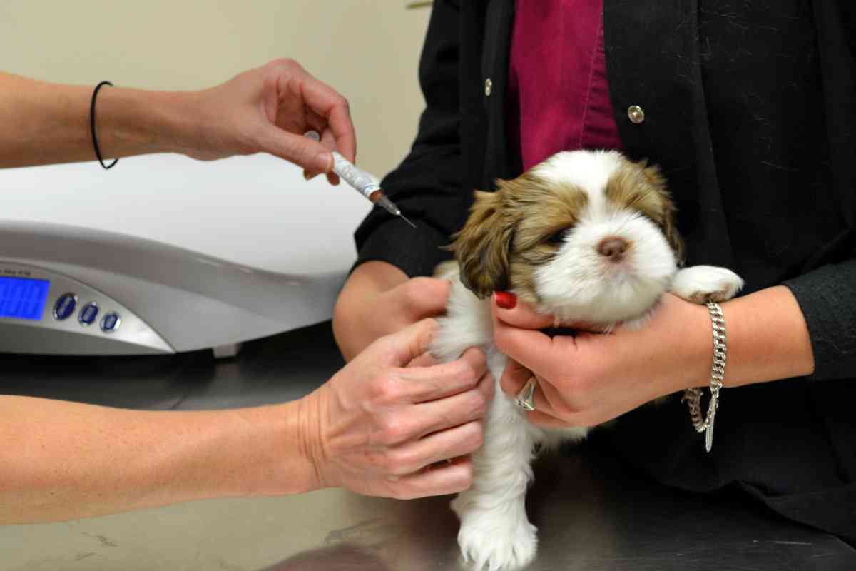 Puppy Shots At Petsmart: Costs &Amp;Amp; Cash-Saving Tips 2 Puppy Shots At Petsmart: Costs &Amp;Amp; Cash-Saving Tips 1