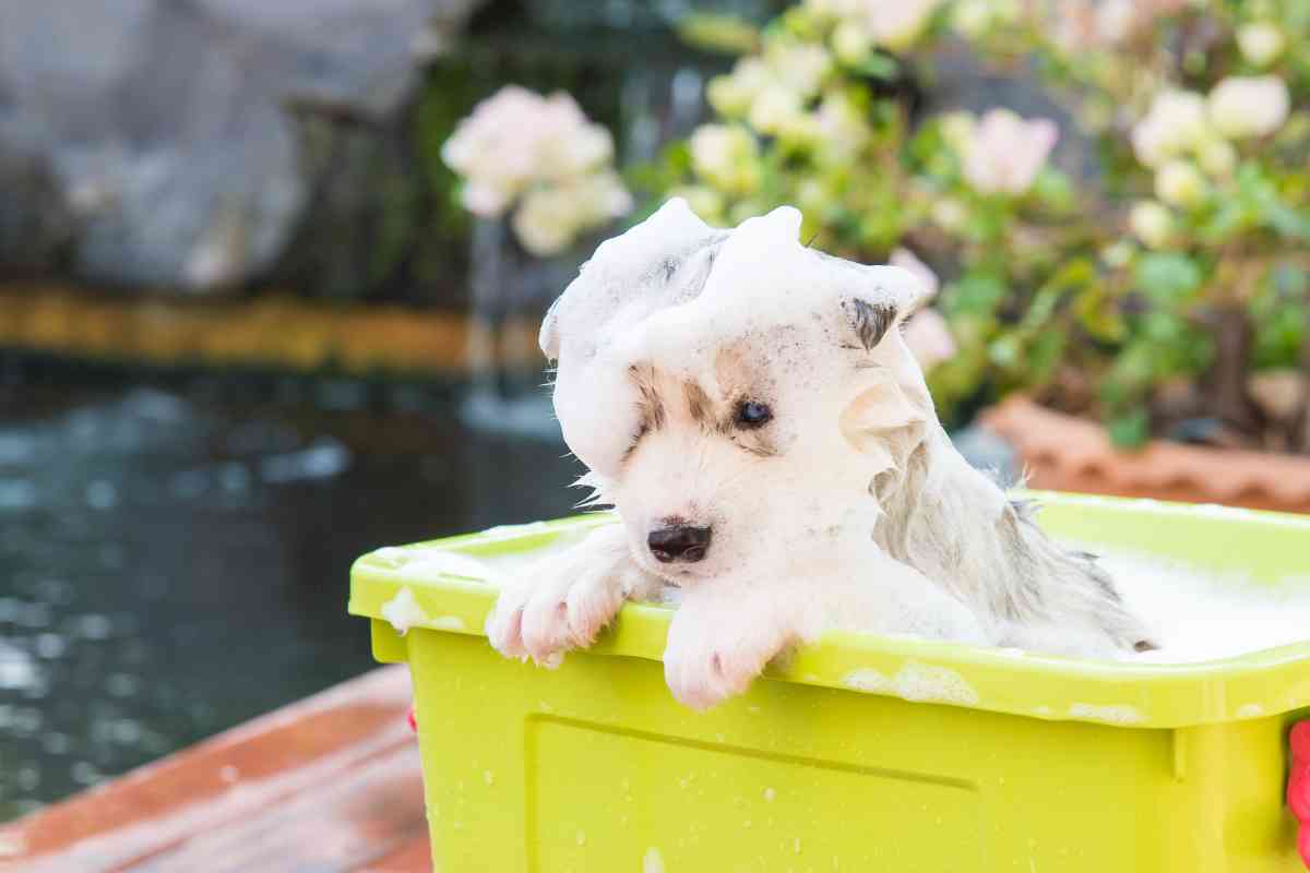 Why You Shouldn’t Bathe Your Puppy As Soon As You Bring Them Home 14