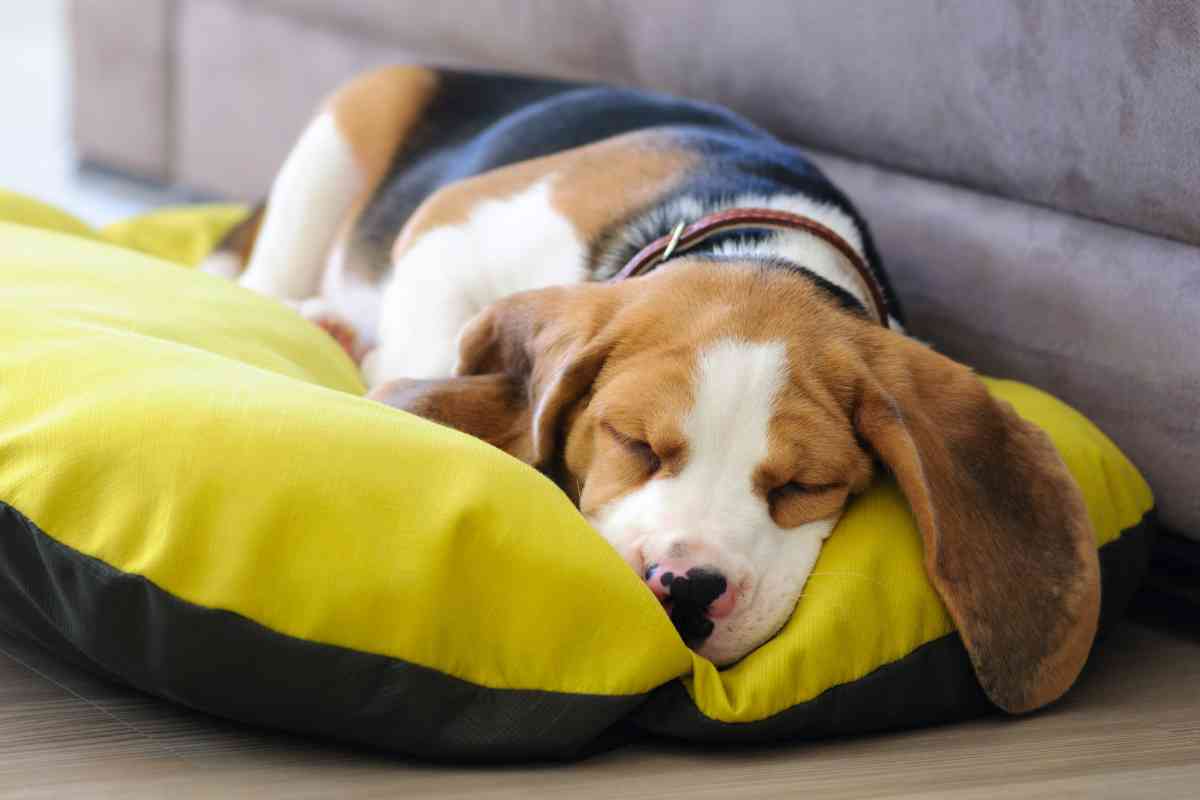 What Time Should A Puppy Go To Bed? A Weekly Guide To Good Sleep 4 What Time Should A Puppy Go To Bed? A Weekly Guide To Good Sleep 1